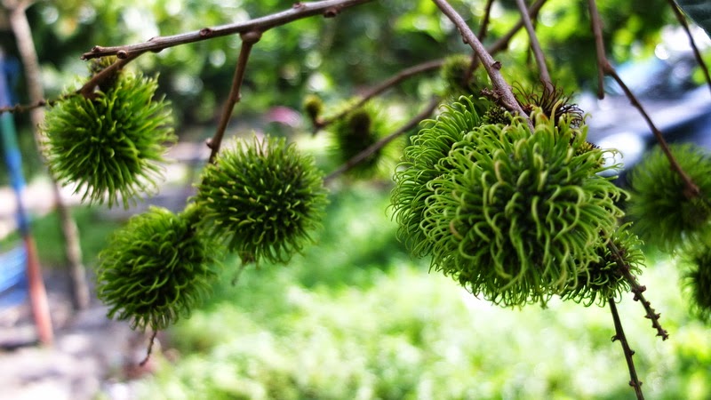Panen Rambutan