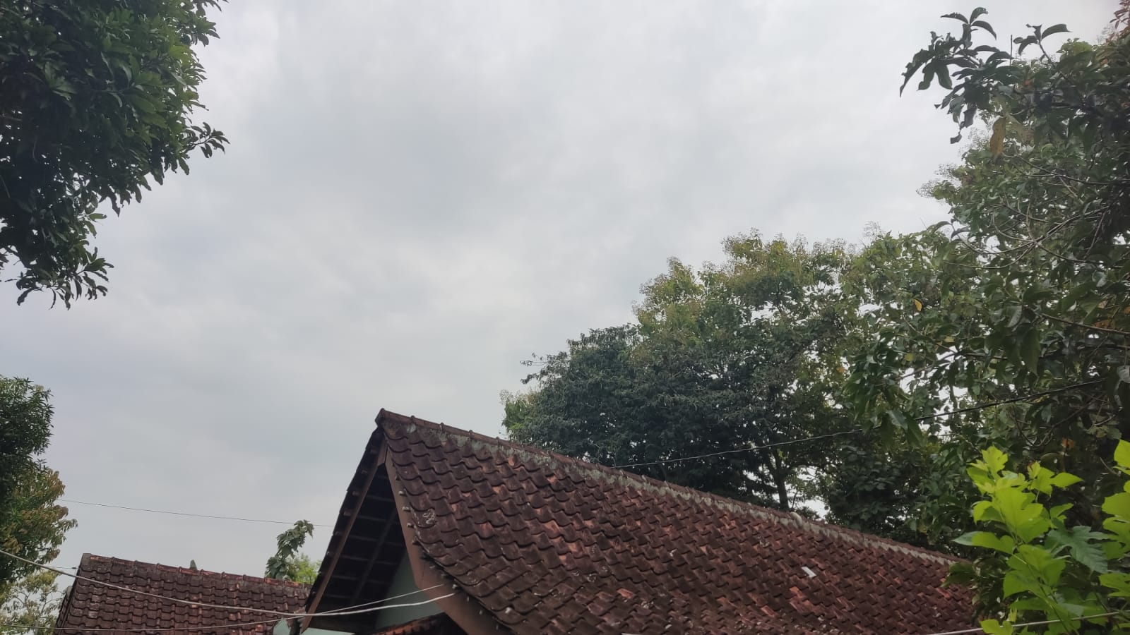 Di Bawah Rerimbunan Pohon Jati