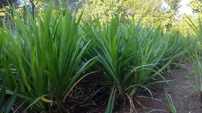 Saatnya Panen Rumput Odot