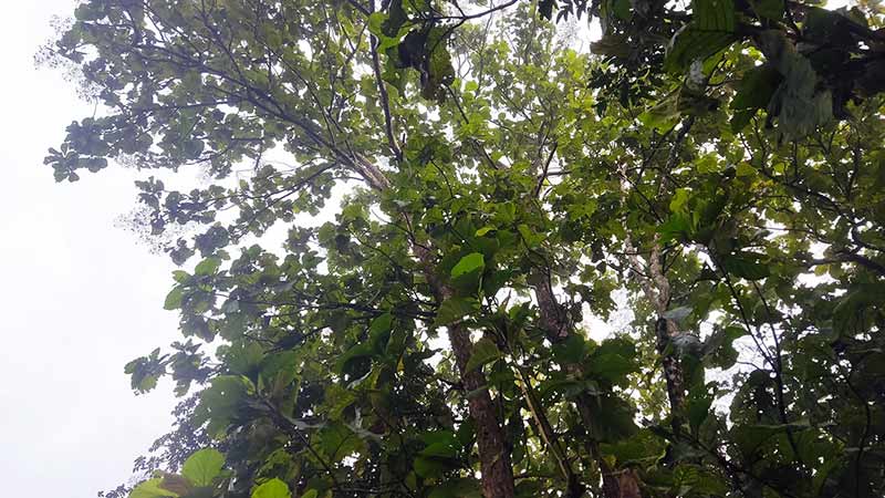 Masih Tentang di Bawah Rumpun Jati yang Rindang